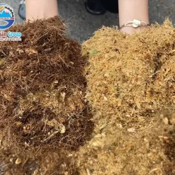 mun-dua-trong-cay_result222