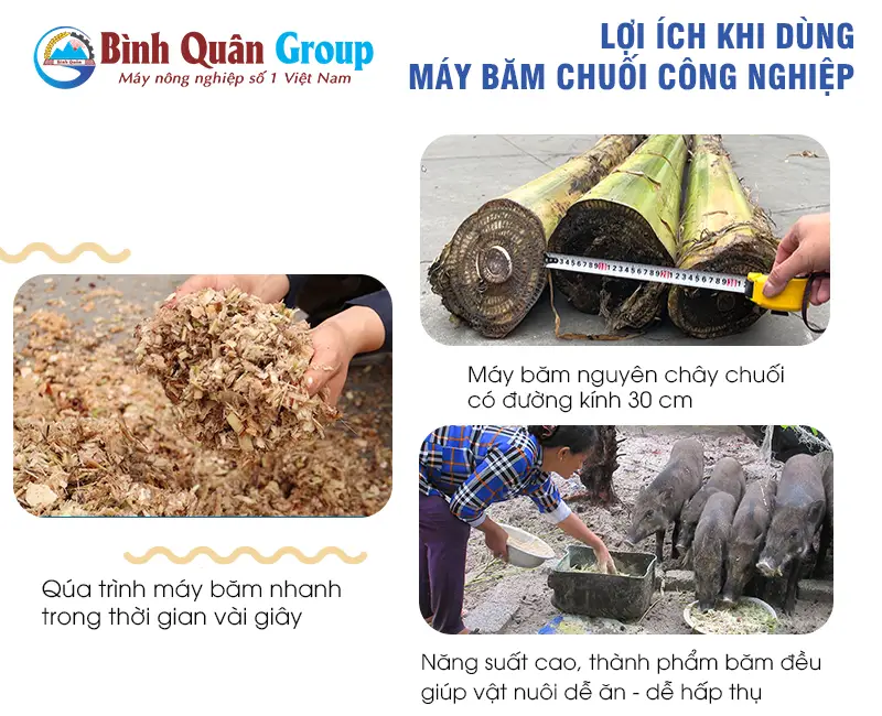 bam-chuoi-cho-lon_result222