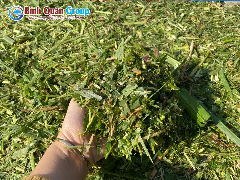 bam-co-voi_result222