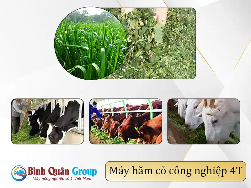 uu-diem-may-bam-co-4T