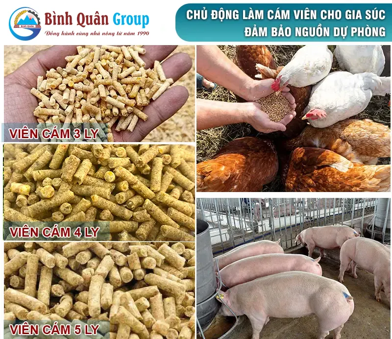 vien-cam-cho-ga_result