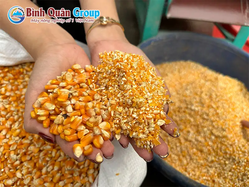 ngo-vo-manh-cho-ga_result222