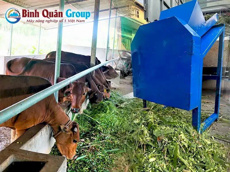 may-bam-co-cho-bo_result222